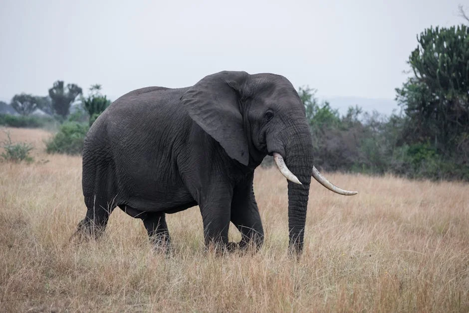 Tragic Mudslide Claims Lives of Five Diamond Miners in South Africa
