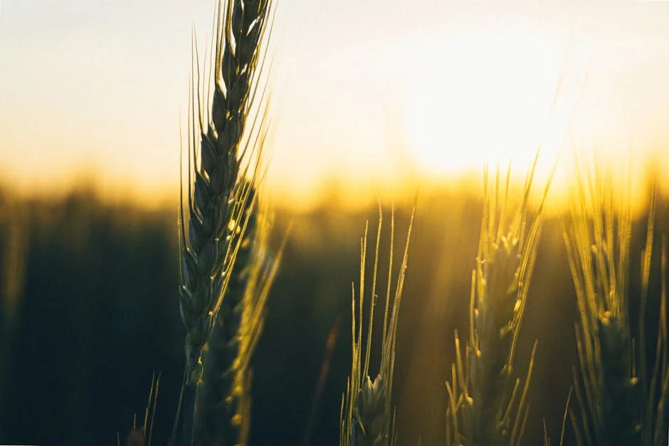 Al Ahli Saudi Halts Wheat Imports Amid Currency Crisis — Economy Business