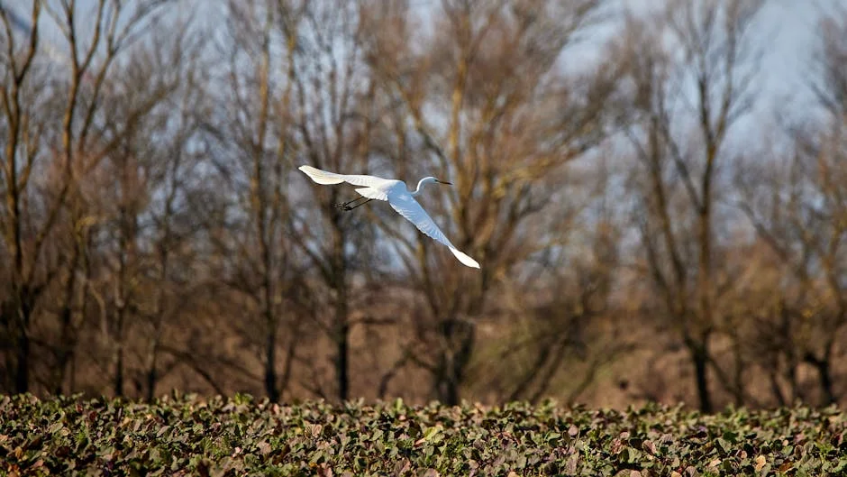 Arsenal's Late Penalty Saves Them From Leverkusen in Thrilling Champions Clash
