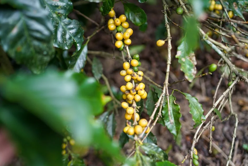 Azambuja Coffee Faces 23m Debt Crisis as Bank Exposure Hits 50% — Economy Business