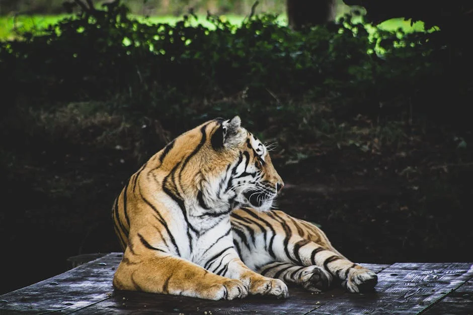 Bengal Big Cat Sanctuary Celebrates Rescue Anniversary: What It Means for Conservation — Economy Business