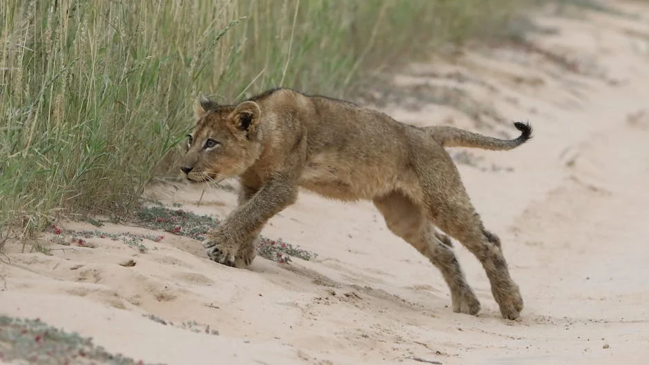 Betclic Young Lions Unveils Jury for Tribunal Criativo — Here's What It Means — Economy Business