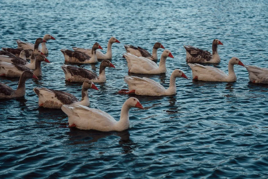 Bird Flu Vaccine Trials Begin — Africa's Health Security in Focus — Health Medicine