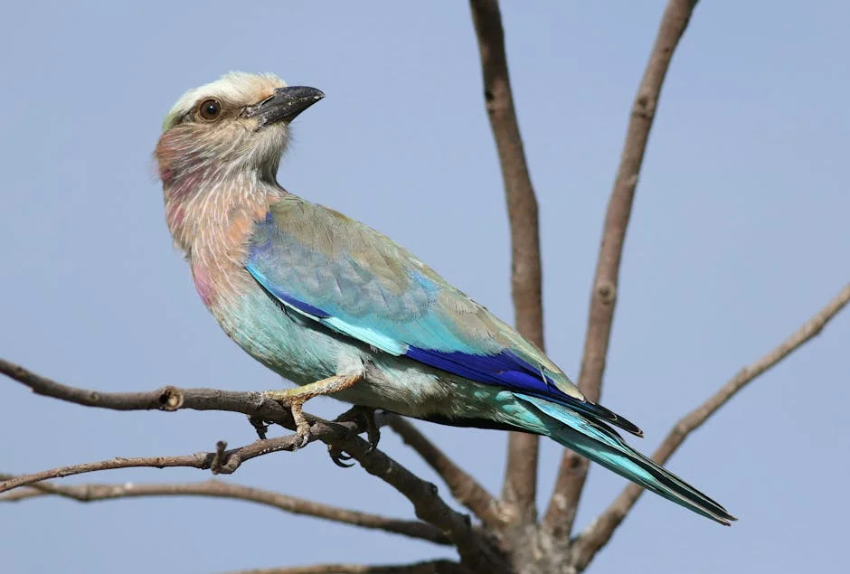 Botswana's Diamond-Funded Health System Faces Urgent Reforms — Politics Governance