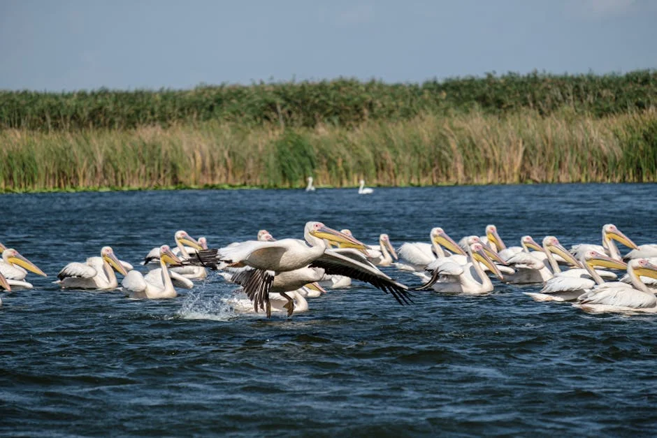 Botswana's Okavango Thrives Under Community Stewardship