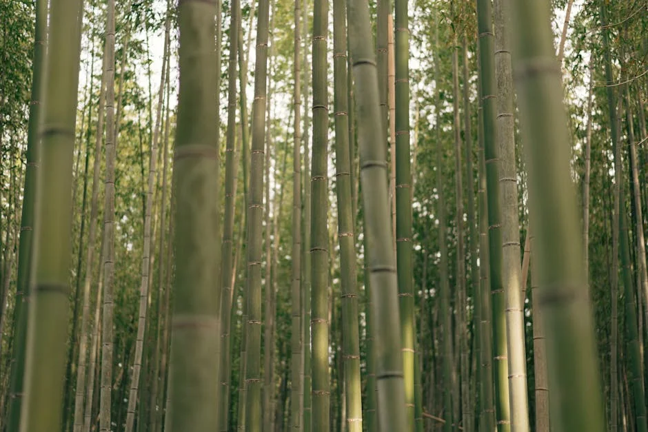 Brigid Kosgei shatters Tokyo Marathon record: what it means for African athletics — Economy Business