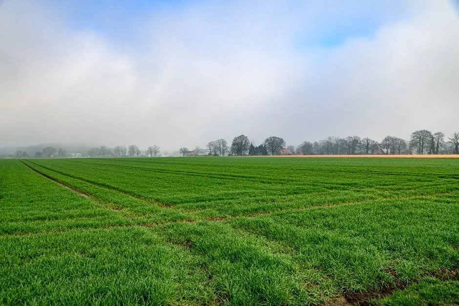 Bruxelas Unveils Fertiliser Price Plan for African Farmers — Economy Business