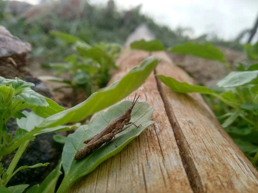 CAF Officials Admit Refereeing Errors in AFCON 2025 Final as Senegal's Title Sparks Continent-Wide Debate