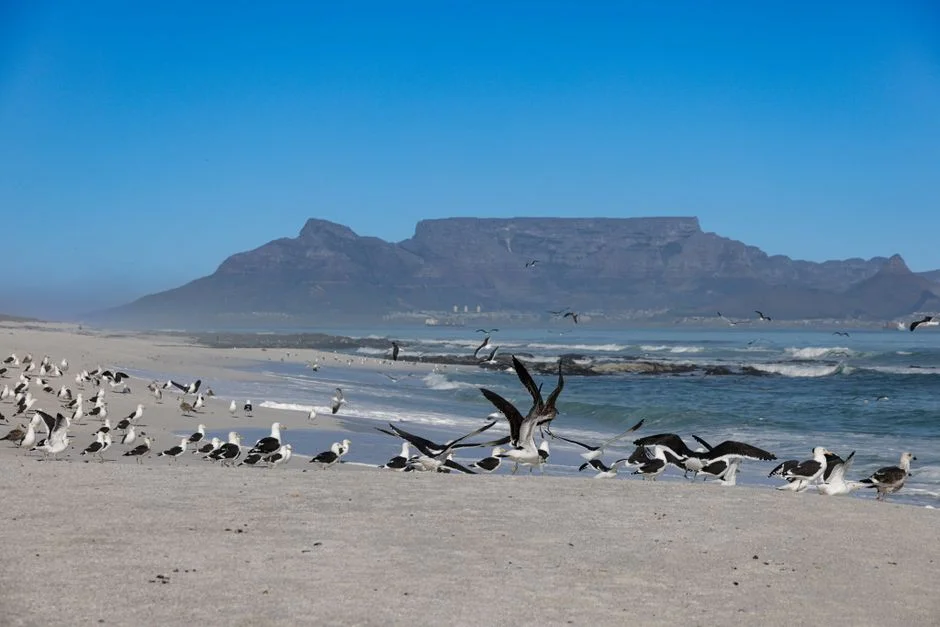 Cape Town Jazz Festival Goes Month-Long — Georgia Jones Reveals Biggest Run Yet