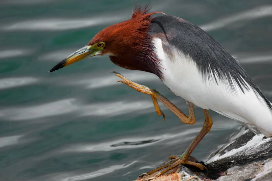 Castro Almeida warns of budget deficit as necessary evil for weather response: Here's why it matters — Economy Business