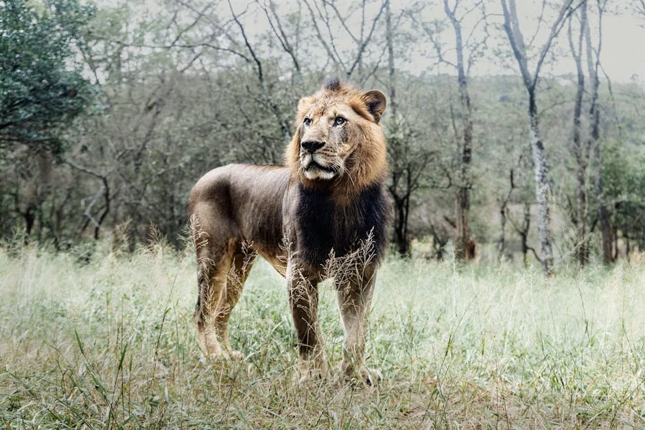 Cecil the Lion: A Catalyst for Discussion on Wildlife Conservation in Africa