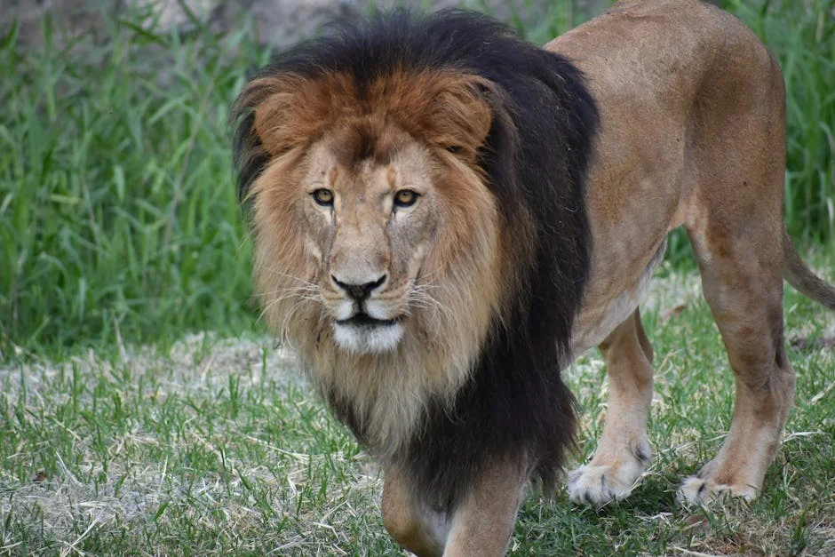 Cecil the Lion: Outrage and Its Implications for African Conservation — Technology Innovation