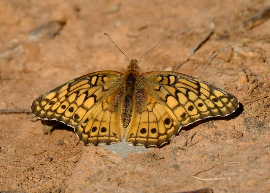 Claudia Sheinbaum Critiques UN's Diminishing Influence on Global Governance — Technology Innovation