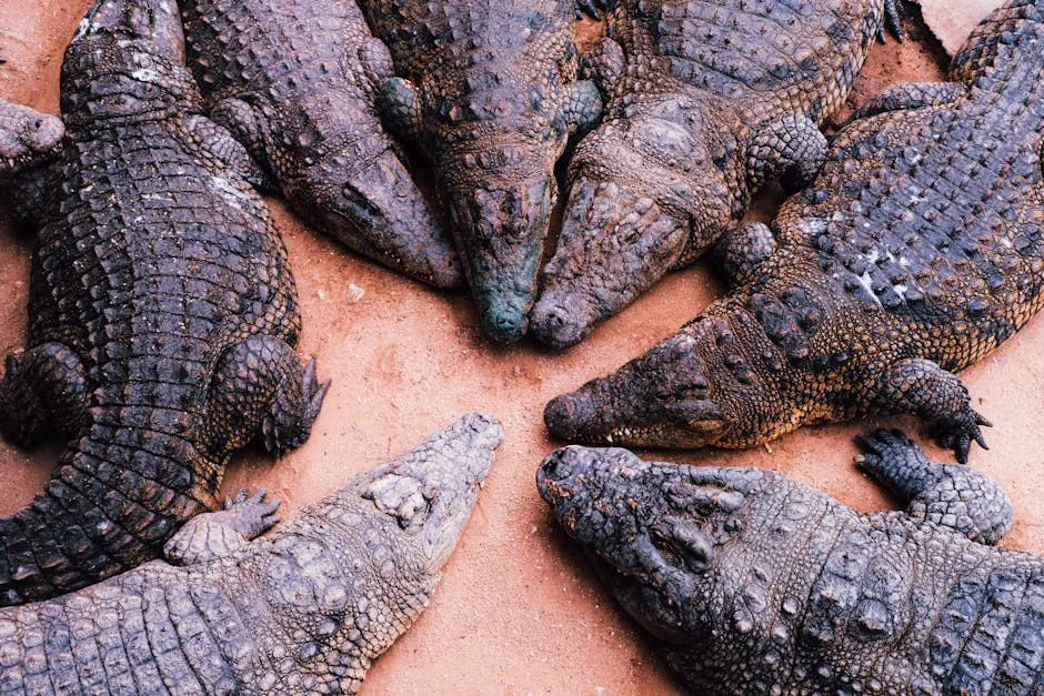 Colombia Culls 80 Hippos From Pablo Escobar's Legacy — Economy Business