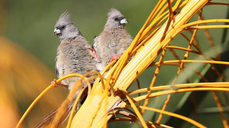 Colombia's Birding Boom Reveals Africa's Untapped Ecotourism Potential — Politics Governance