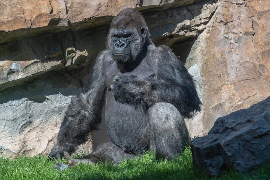 Congo An Reserve Welcomes Second Gorilla Twins Amid Conservation Efforts — Environment Nature