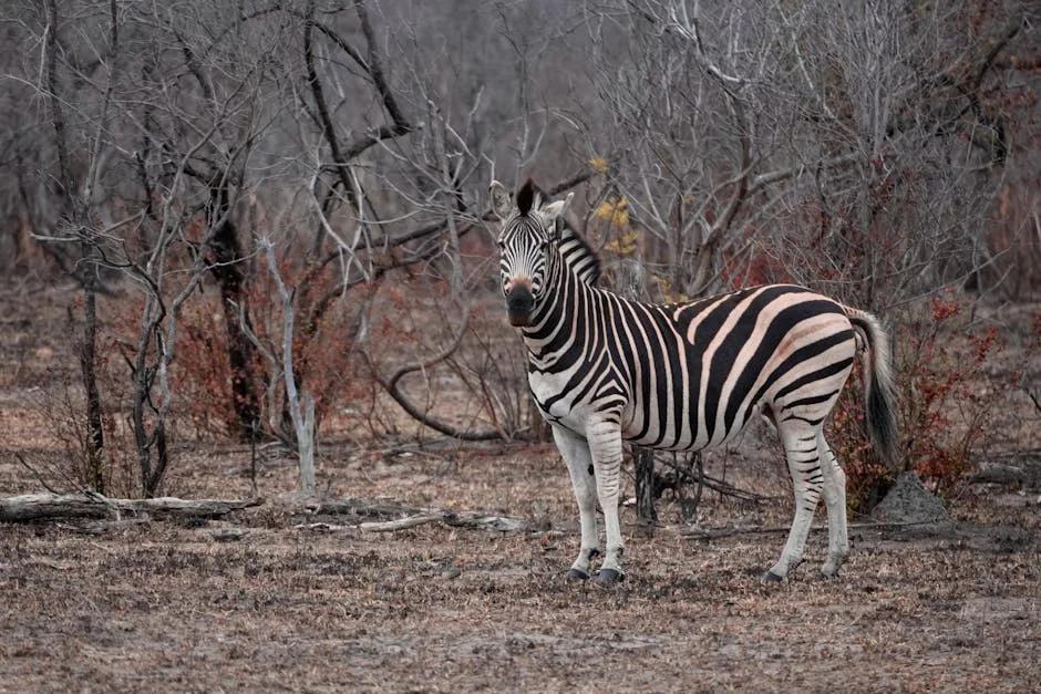 Cynthia Shange, South Africa's Miss World Pioneer, Dies at 76 — Economy Business