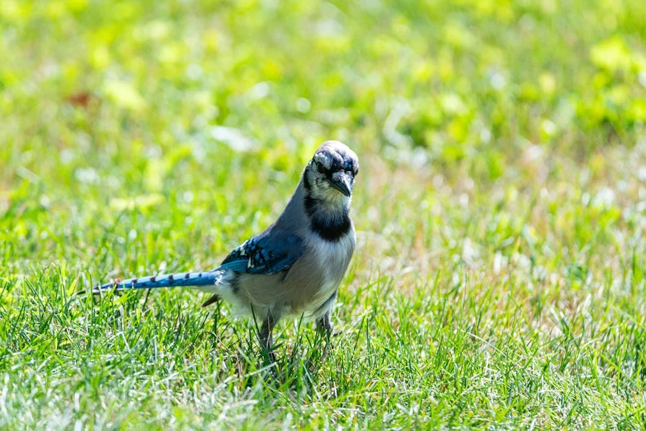 Diamondbacks Triumph Over Blue Jays 5-2 — Impact on African Sports — Economy Business