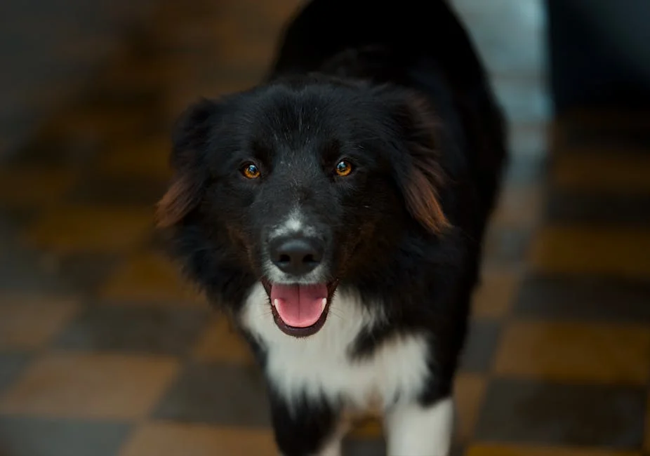 Domestic Animal Rescue Group Exposes Canine Cruelty in Lagos — Economy Business