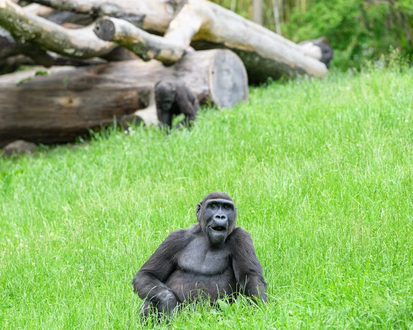 DR Congo Government Confirms 200 Killed in Landslide at Rebel-Held Mine — what it means for stability — Politics Governance