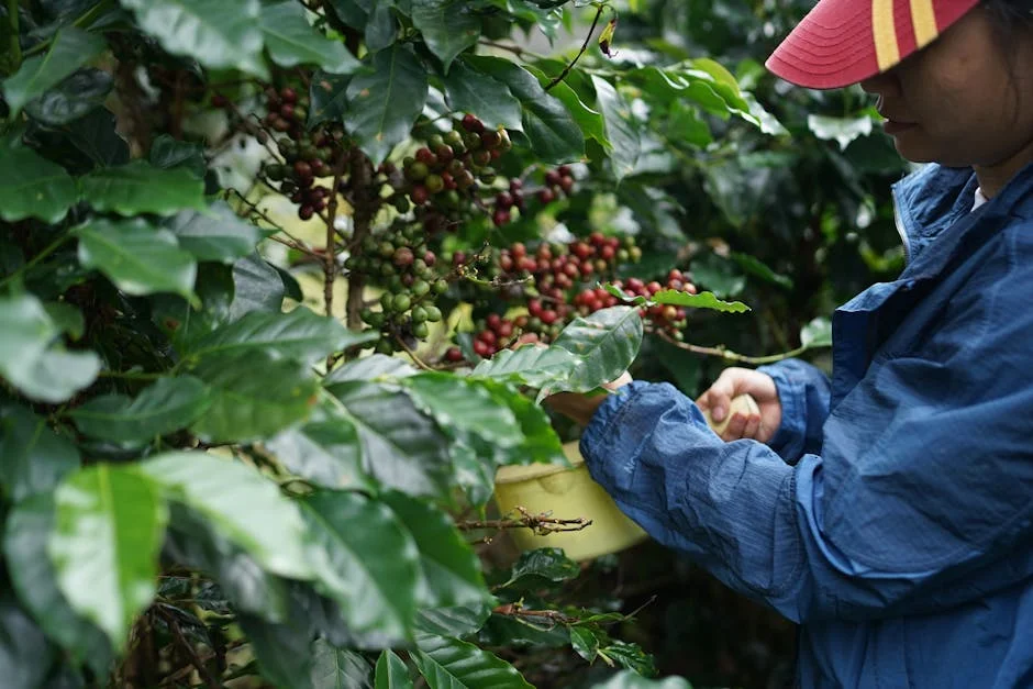 Ethiopia's Coffee Renaissance Commands Global Premium