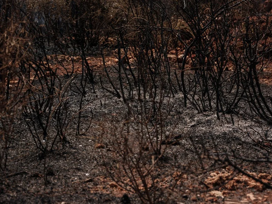 Ex-MLA's Son Found Charred in Burnt Car — Police Suspect Murder — Economy Business