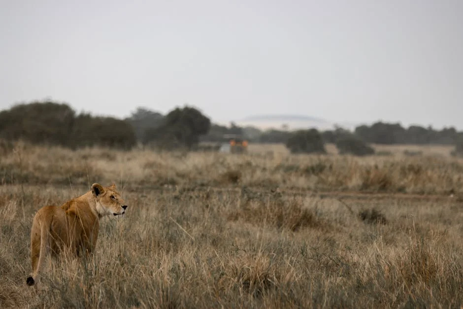France Pivots to Kenya — Africa’s New Diplomatic Hub — Environment Nature
