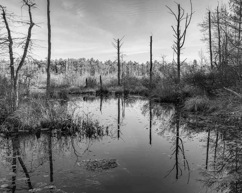 Guinea Detains 16 Sierra Leonean Soldiers Amid Escalating Tensions — Economy Business