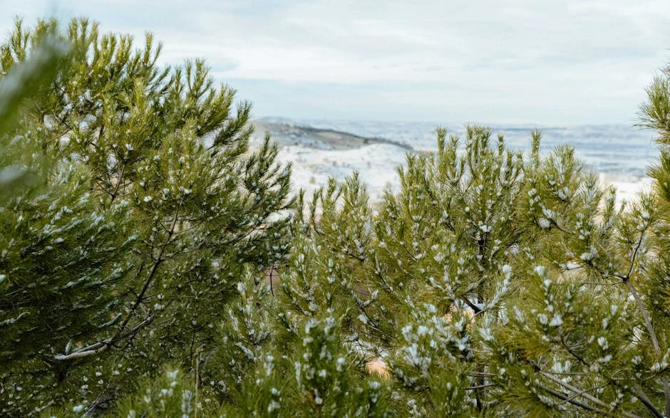 Haitian Skier Makes History at Paralympics After Winter's Woes