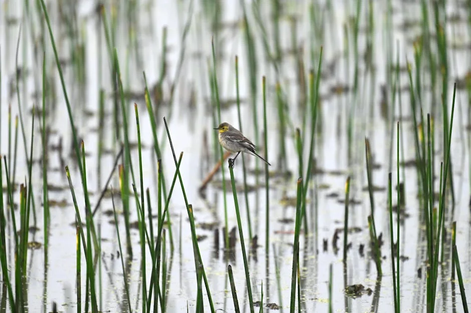 Heavy Rain and Hailstorm Ravage Thoubal, Manipur; Homes and Crops Devastated — Economy Business