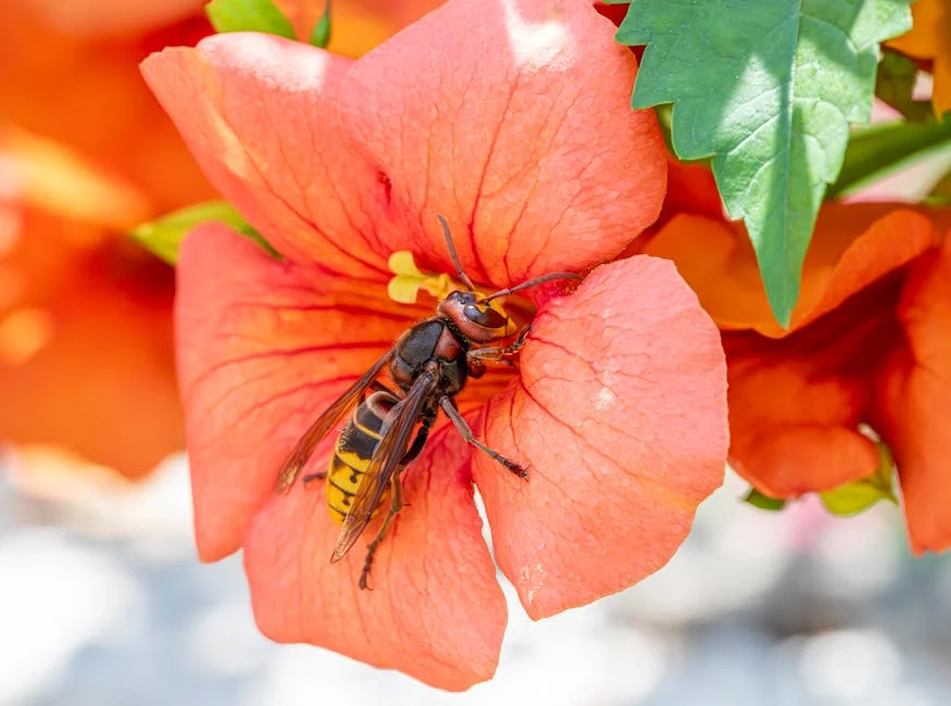 Hornets Shock Celtics with Stunning Win: What It Means for Nigeria's Basketball Scene