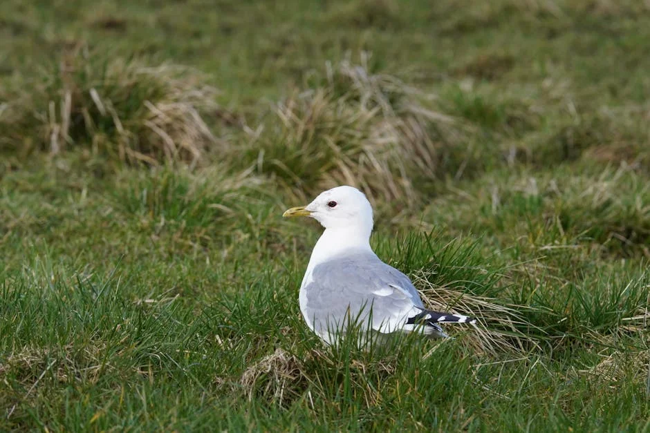 Istanbul Football Captain Rescues Seagull: An Unlikely Lesson on Compassion — Technology Innovation