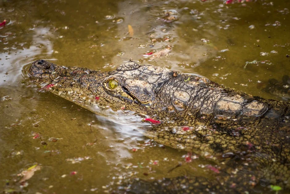 Kenya Warns of Crocodile Attacks on Lake Turkana Banks — Economy Business