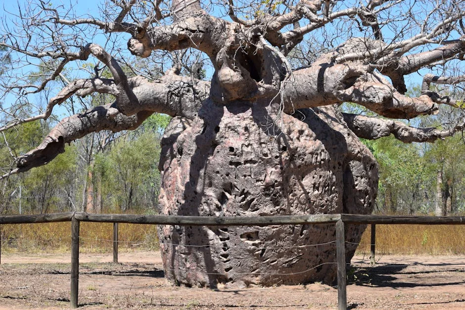 Killer Beetles Threaten Baobab Trees: A Wake-Up Call for Africa's Ecology — Politics Governance