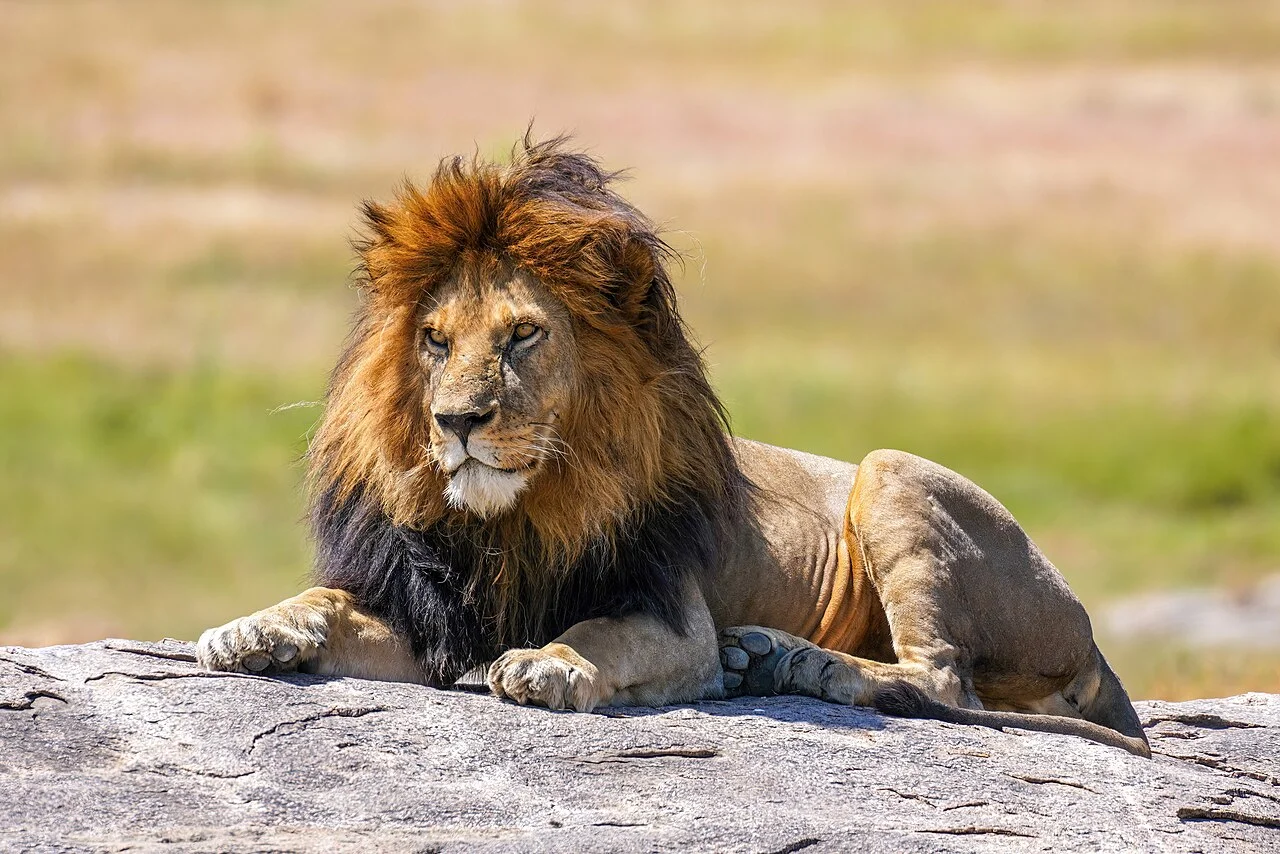 Lion DNA Evidence: A Game Changer in Wildlife Protection in Zimbabwe — Technology Innovation
