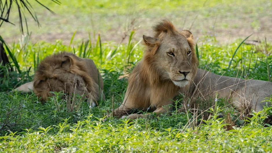 Lion DNA Evidence: A Game Changer in Wildlife Protection in Zimbabwe — Technology Innovation