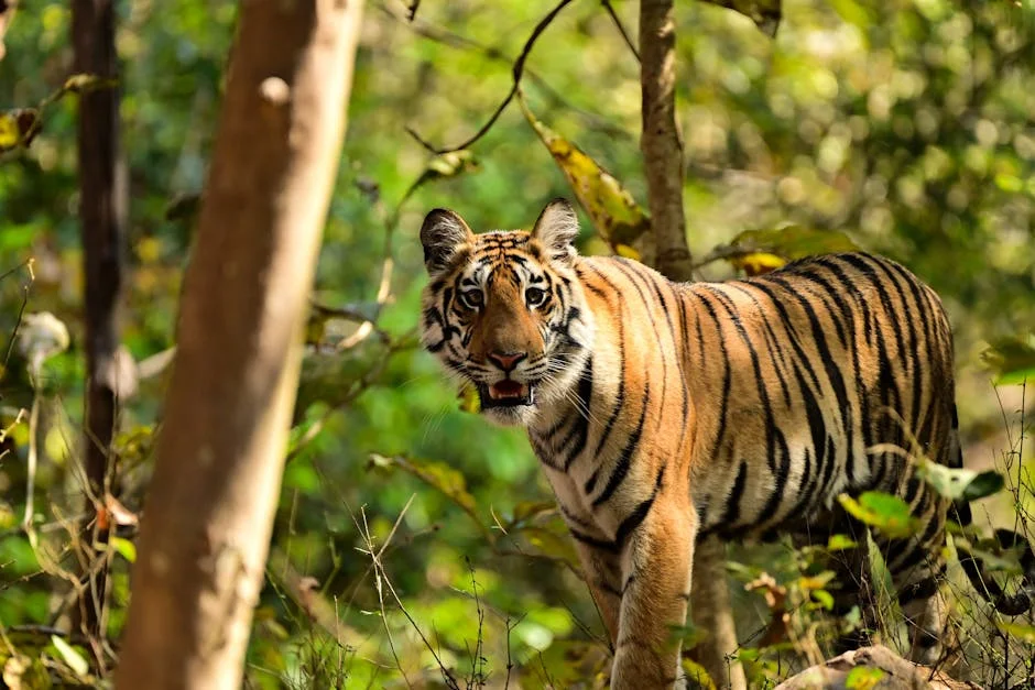 Manoj Agarwal Halts Bengal Rallies — What Nigeria Must Watch — Economy Business