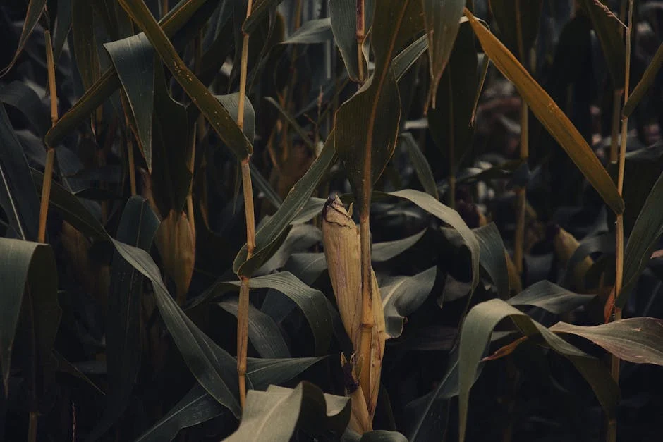 Monsanto Reveals New Strategy Amid Hugo's Legal Battle — Economy Business