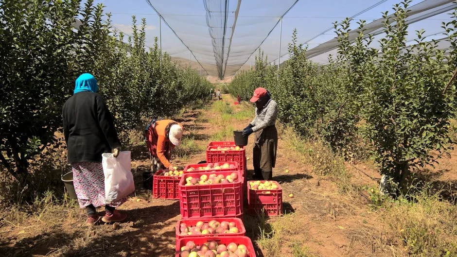 Morocco's Agricultural Innovation Feeds Millions