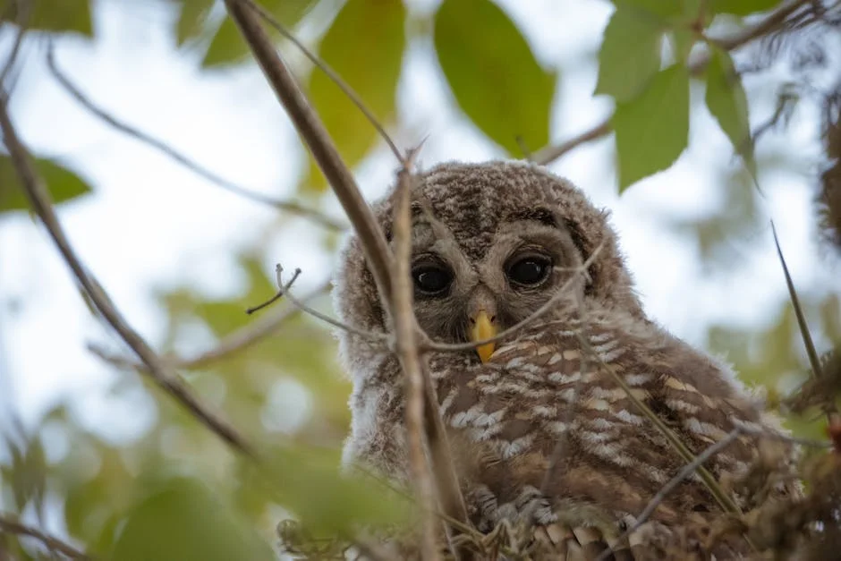 Natureza's Simple Innovations: Paving the Way for African Health Solutions — Technology Innovation