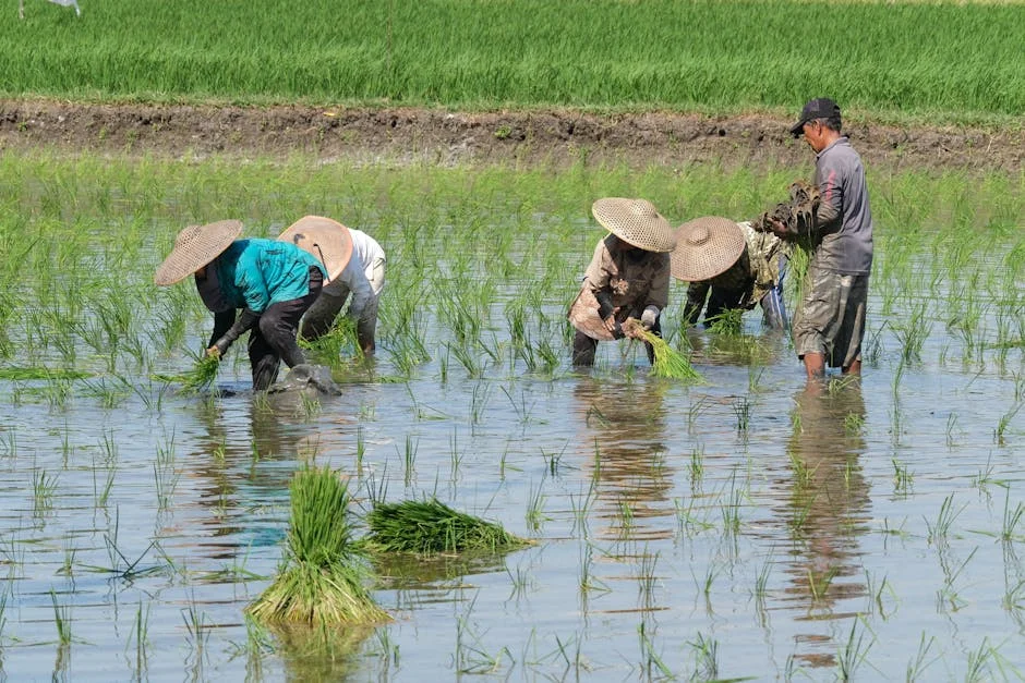 Nigeria Achieves Rice Self-Sufficiency Milestone