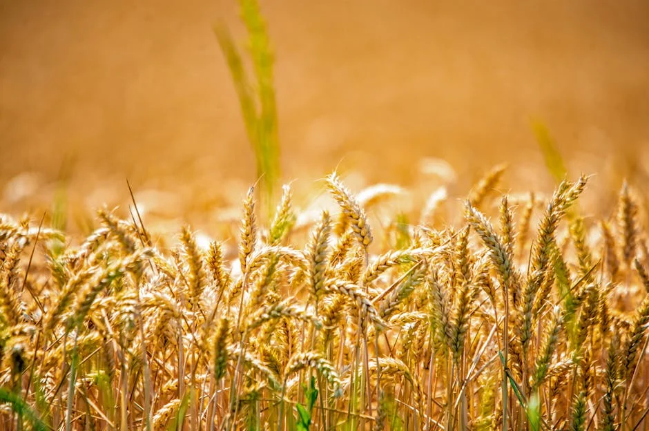 Nigeria Bans Wheat Imports — and Prices Are Already Rising