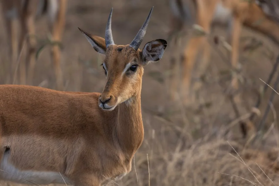 Nigeria Seizes 133 Poachers in Six-Month Crackdown — Economy Business