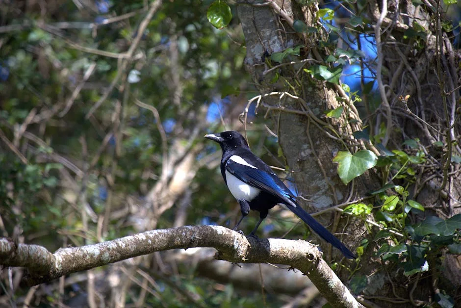 Novell Surpasses All in Pica Stats — What Does It Mean for Africa? — Economy Business