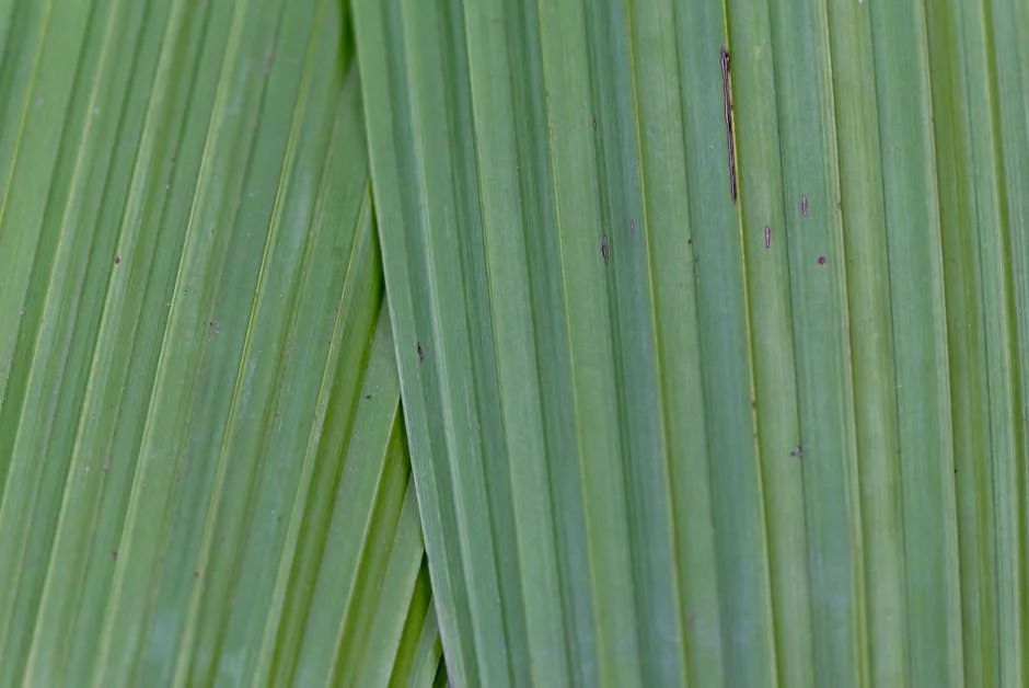 Palmeiras' Victory: A Look at Its Impact on African Football Aspirations — Economy Business