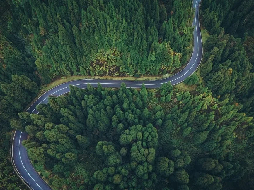 Portugal's Fidelidade Sees 20% Stake in Floresta National Forest — Economy Business