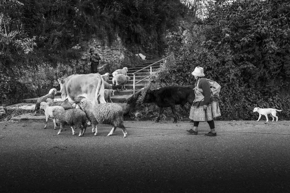 Portuguese Farmers Demand Halt to Air Force Range Construction — Africa Watches Closely — Economy Business