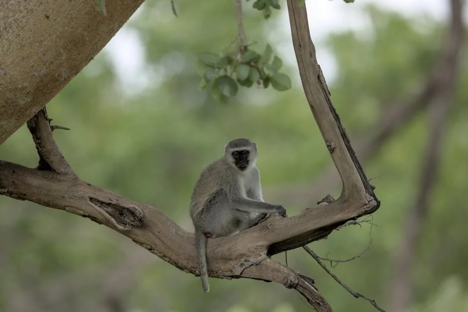 Ramathuba Reveals Ambitious Bullet Train Plans for Limpopo: Growth Goals Exposed — Politics Governance