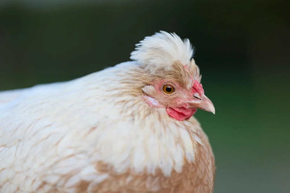 SA Poultry Sector Surges With R2 Billion Investment Wave — Technology Innovation