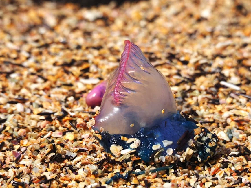 Senegal's Art Scene Draws International Collectors